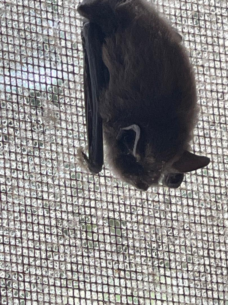 🦇 What to Do if a Bat Flies into Your Home (No Panic Needed!)